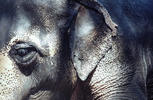 Indian Elephant closeup 