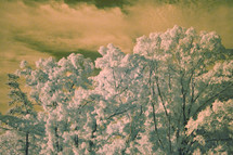fluffy snow on trees