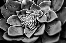 succulent plant in black and white 