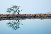 reflection of a tree on lake water 