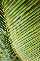 palm leaf closeup 