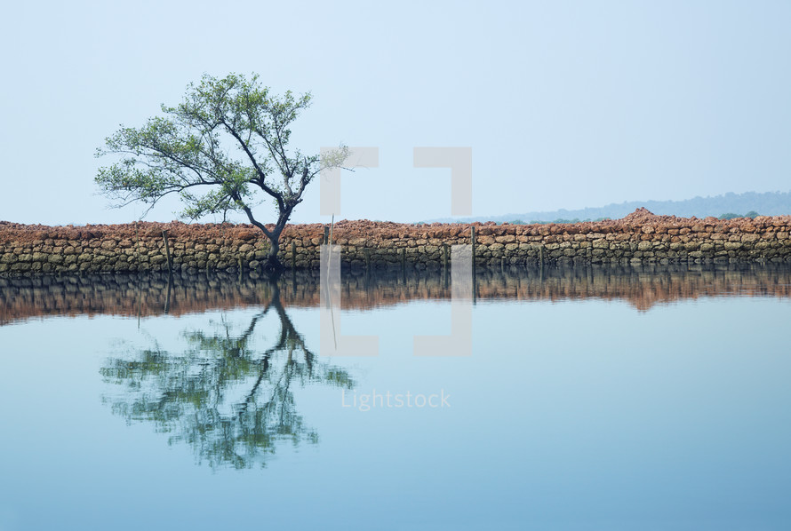 reflection of a tree on lake water 