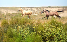 galloping horses 