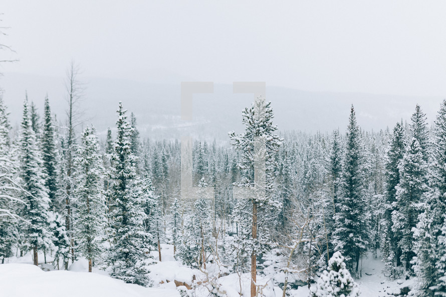 Beautiful Trees and mountains with snow falling in winter