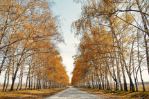 fall trees lining a dirt road 