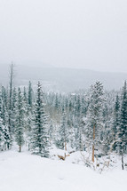 Beautiful Trees and mountains with snow falling in winter