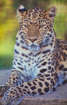 resting jaguar 