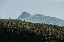 mountains and evergreen forest 