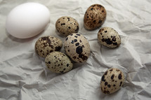 Quail and chicken eggs on paper 