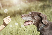a woman holding a dandelion and a dog 