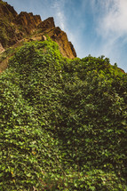 ivy on red rock cliffs 