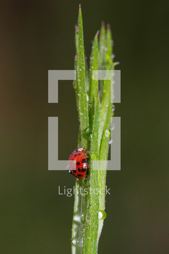 Ladybug in morning dew, Piedmont of North Carolina