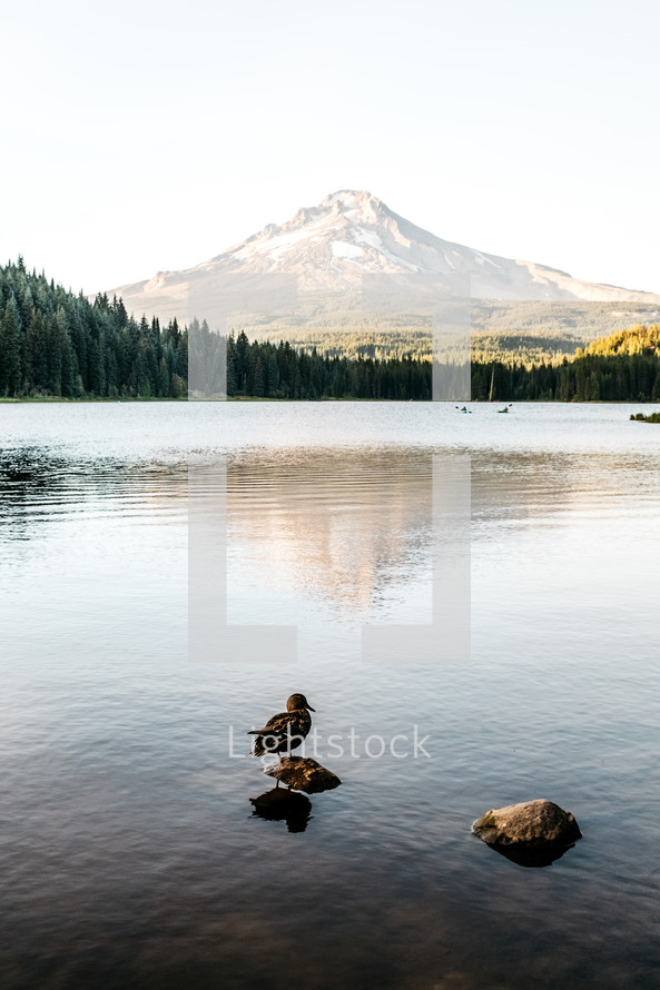 duck and a rock and volcanic mountain peak 