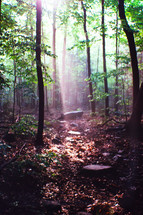 sunbeam in a forest 