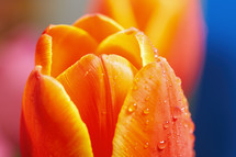 wet orange tulip flower 