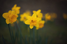 yellow daffodils 