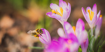 a bee on purple flowers 