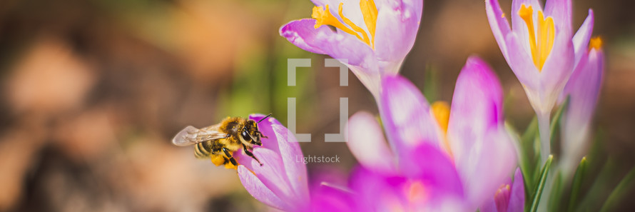 a bee on purple flowers 