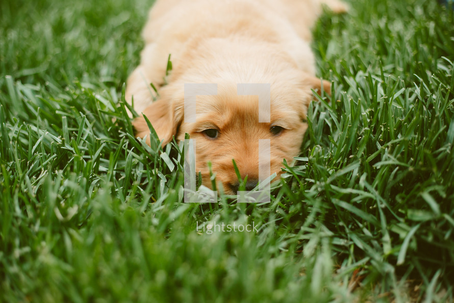 Golden retriever puppy laying in the grass.
