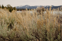 tall grasses and distant mountains 