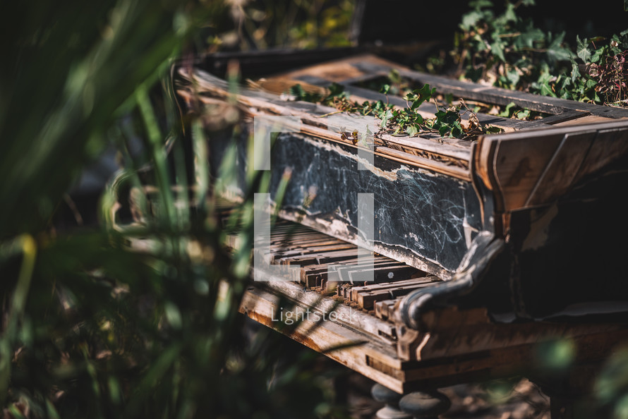 Old abandoned piano with ivy 