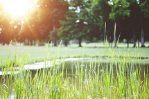 tall grass around a pond at a golf course 