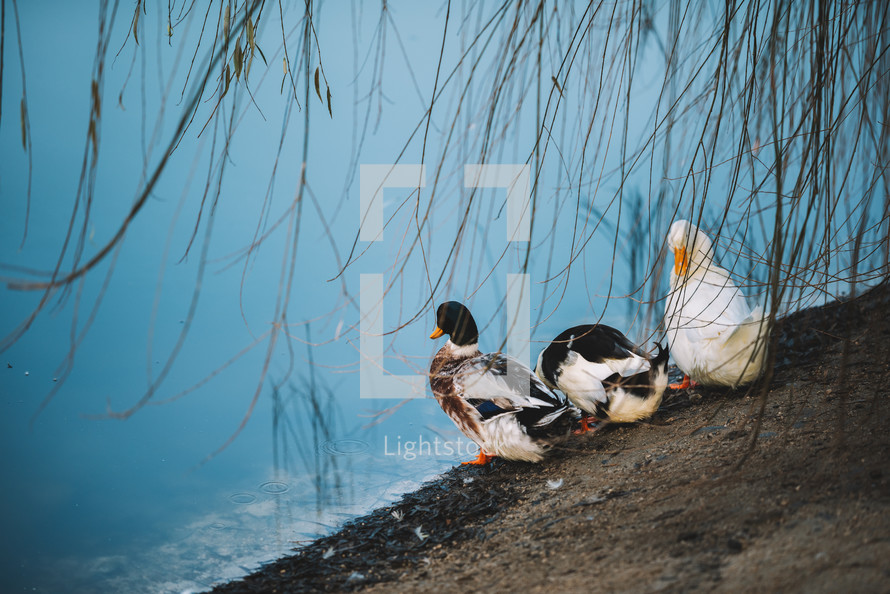 Ducks on the lake shore
