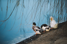 Ducks on the lake shore