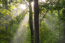 sunbeam through trees in a forest 