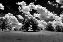 black and white summer landscape 