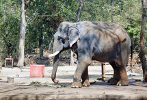 Indian Elephant 