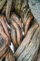 wood tree trunk background 