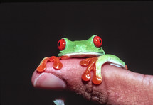 red eyed tree frog 