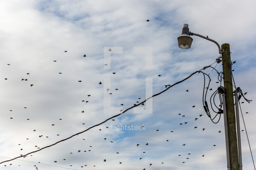 Flock of birds flying around a telephone wire and pole