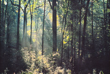 sunbeams in a forest 