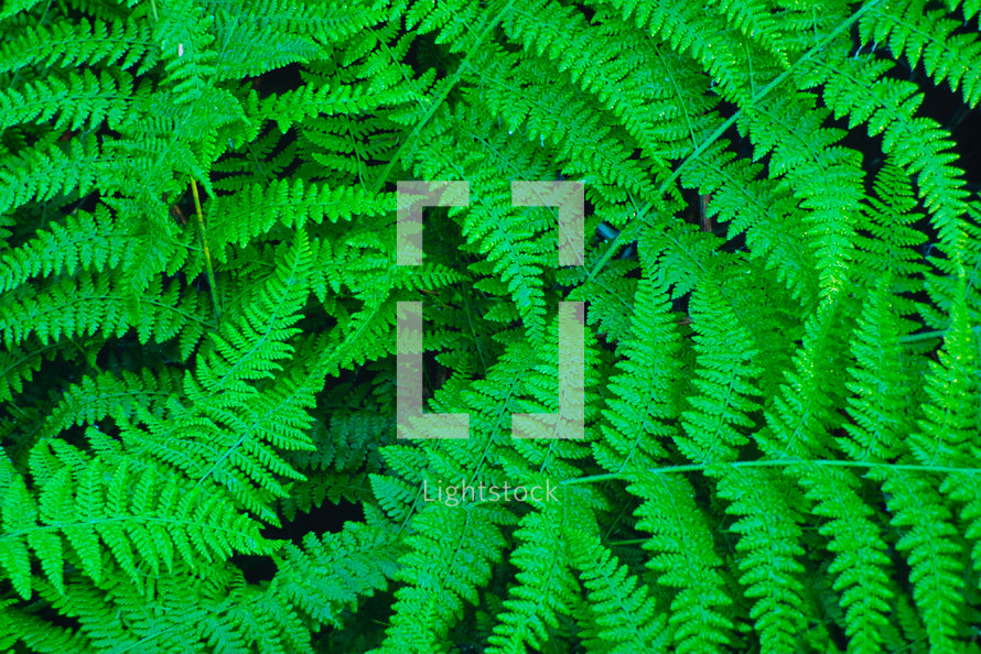 green ferns 