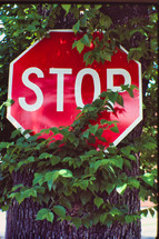 ivy growing on a stop sign 