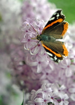 Red admiral butterfly on lilac flowers.