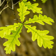 oak leaves 