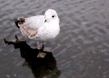 Seagull foraging for french fries after a rainstorm.