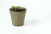 sprouting plant in a pot 