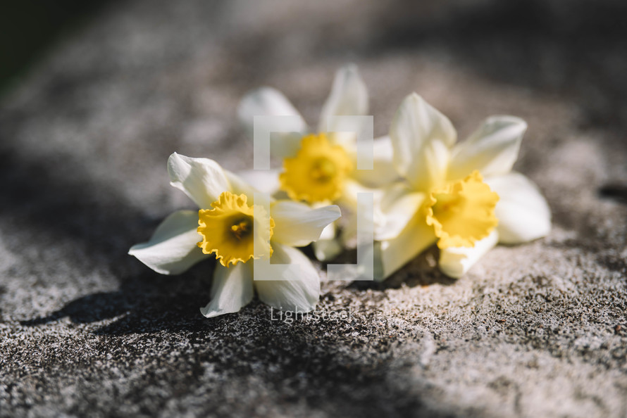Yellow Daffodil On A Rock