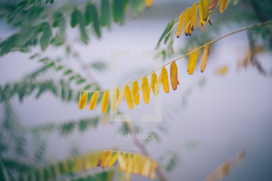 Yellow autumn leaves, Green and yellow leaves, Autumn maple leaves, autumn landscape	

