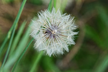 dandelion fluff 