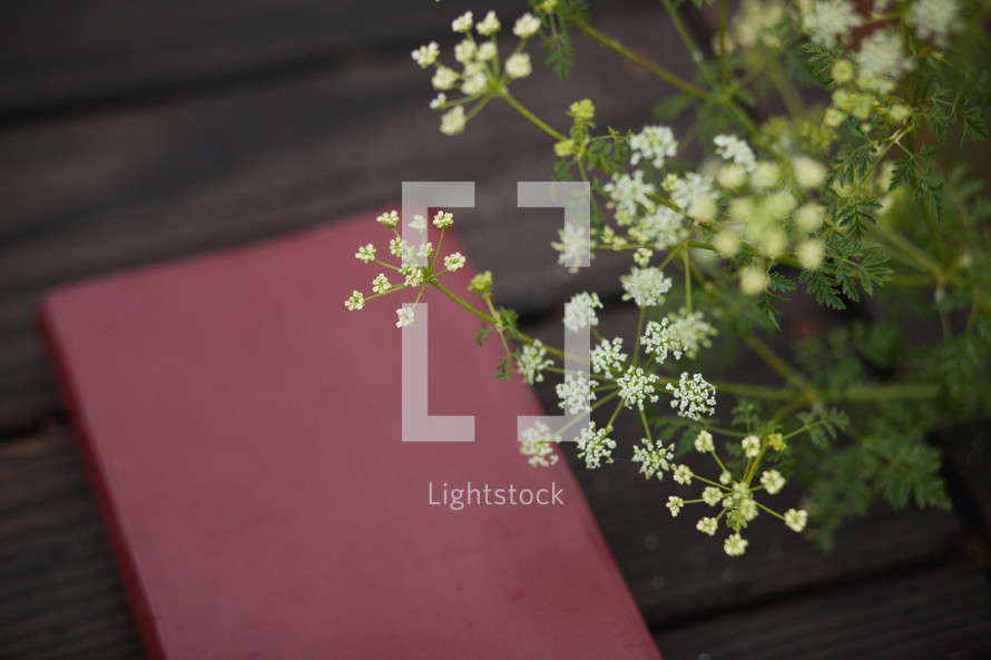 Bible on a table outdoors and tiny white flowers