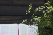 tiny white flowers and open Bible 
