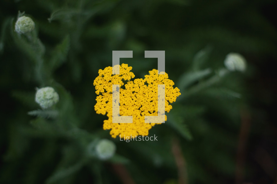tiny yellow flowers 