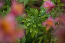 wet green leaves and flowers