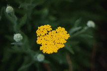 tiny yellow flowers 