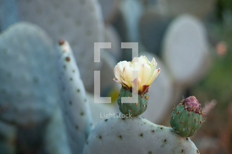 blooming cactus flowers